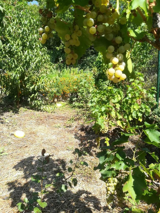 Organic Gardens Villa ซริกเวนิซา ภายนอก รูปภาพ